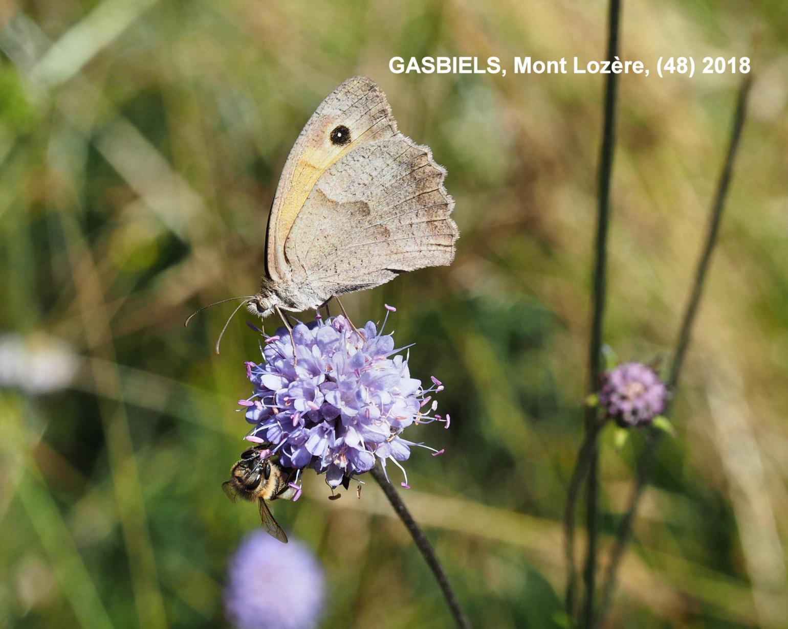 Scabious, Devils-bit